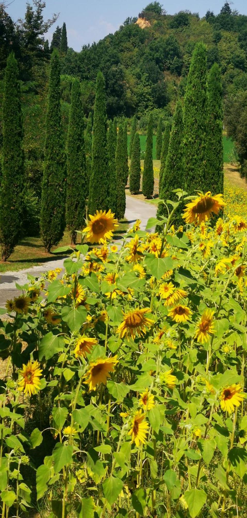 Agriturismo Cascina Cipressa San Romano  Exterior foto